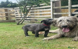 Irish Wolfhound dogs for sale: KC REGISTERED FEMALE IWH PUPPIES - Image 4