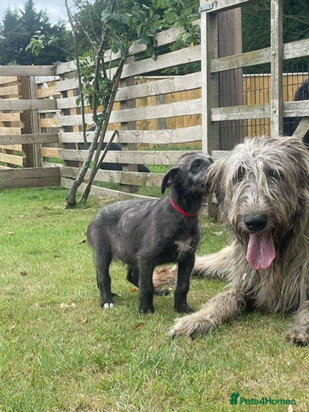 Irish Wolfhound dogs for sale: KC REGISTERED FEMALE IWH PUPPIES - Image 4