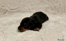 Miniature Dachshund dogs for sale: Short Haired Miniature Dachshunds - Image 14