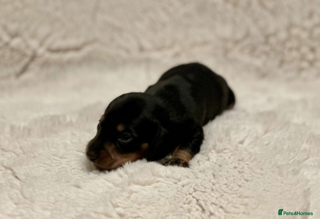 Miniature Dachshund dogs for sale: Short Haired Miniature Dachshunds - Image 14