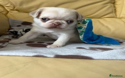 Pug dogs for sale: 1 gorgeous pug boy  - Image 5