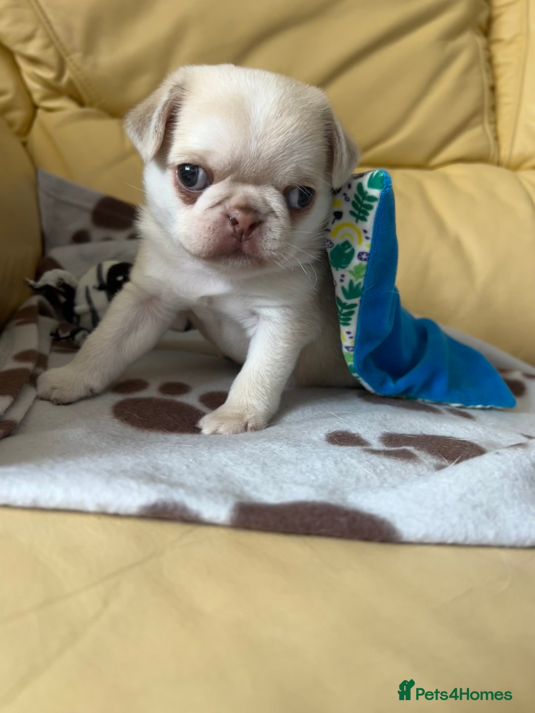 Pug dogs for sale: 1 gorgeous pug boy  - Image 5