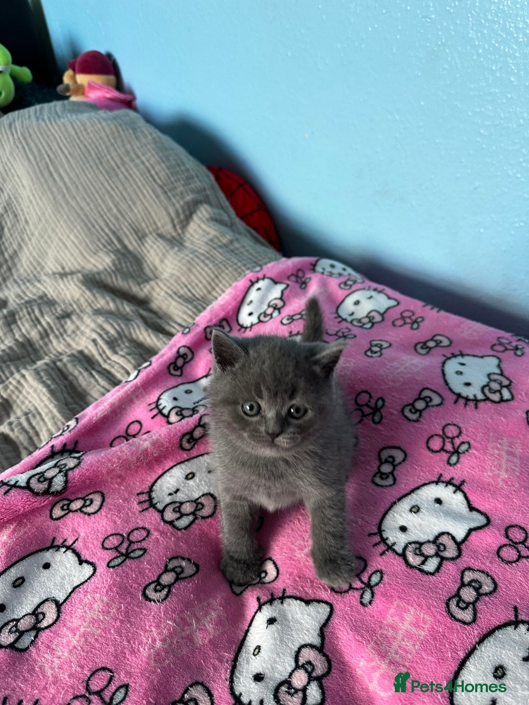 British Shorthair cats for sale: British short hair kittens - Advert 19