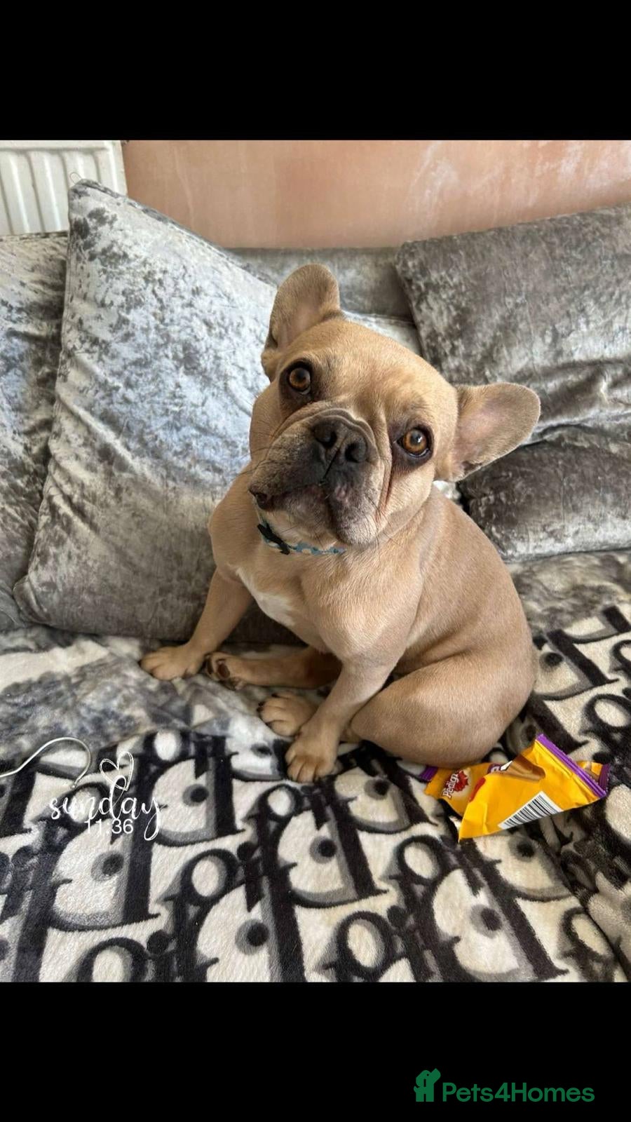 Mixed Breed dogs French bull jacks - Advert 4