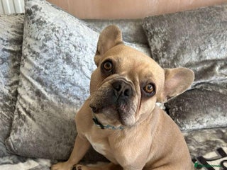 Mixed Breed dogs French bull jacks - Advert 2