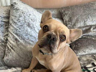 Mixed Breed dogs French bull jacks - Advert 6