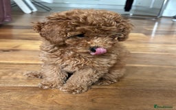 Toy Poodle dogs for sale:  Toy Poodle Puppy Looking for a Loving Home - Image 13