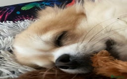 Chihuahua dogs for sale: Stunning 4 year old boy  - Advert 3