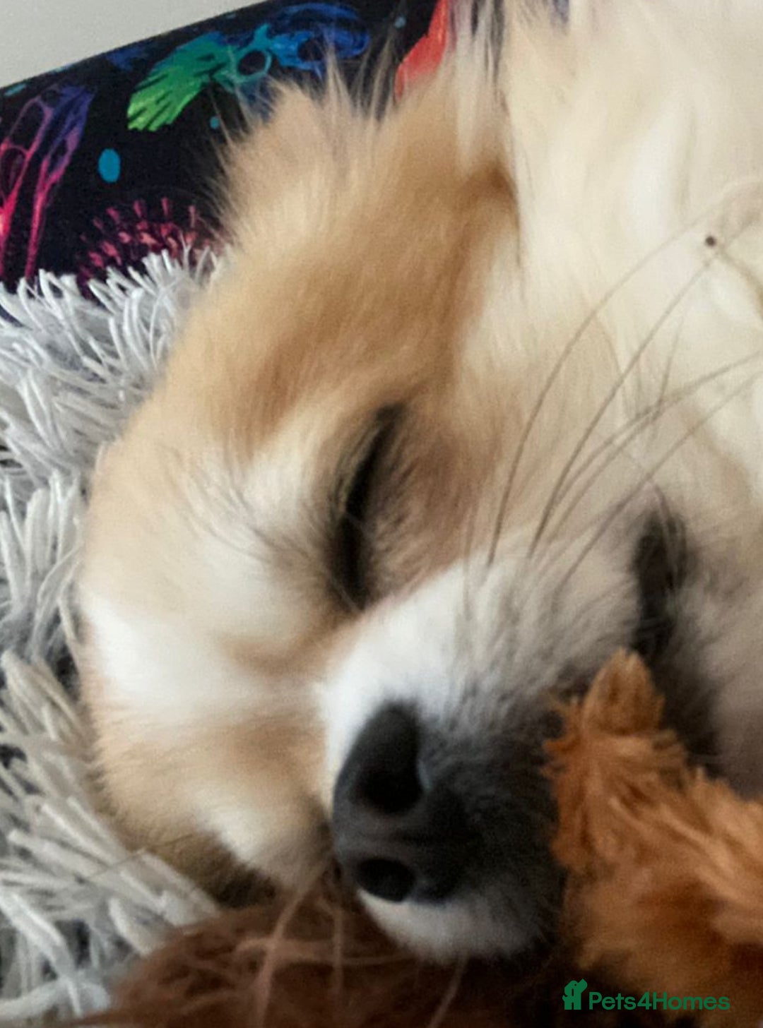 Chihuahua dogs for sale: Stunning 4 year old boy  - Advert 3