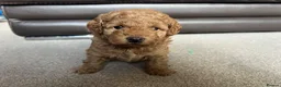 Toy Poodle dogs for sale: Gorgeous Toy Poodle Looking for Their Forever Home - Advert 14