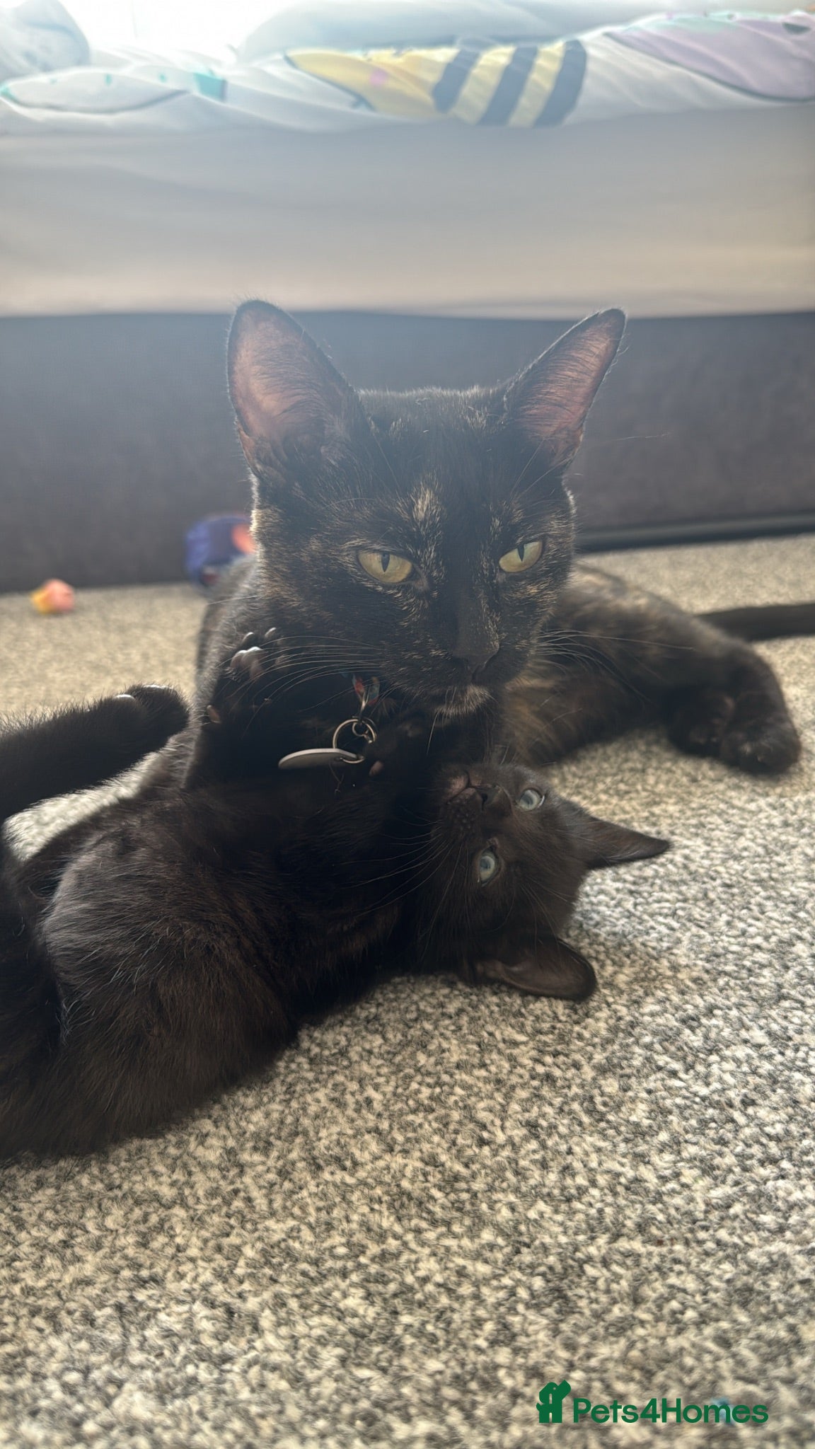 Mixed Breed cats Ready 10/08 - Advert 7