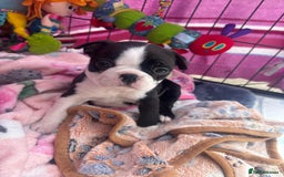 Boston Terrier dogs for sale: One stunning girl left !!! Ready to leave now !  - Image 18