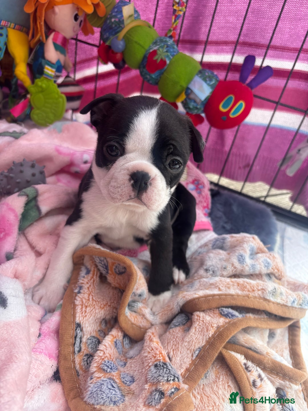 Boston Terrier dogs for sale: One stunning girl left !!! Ready to leave now !  - Image 18