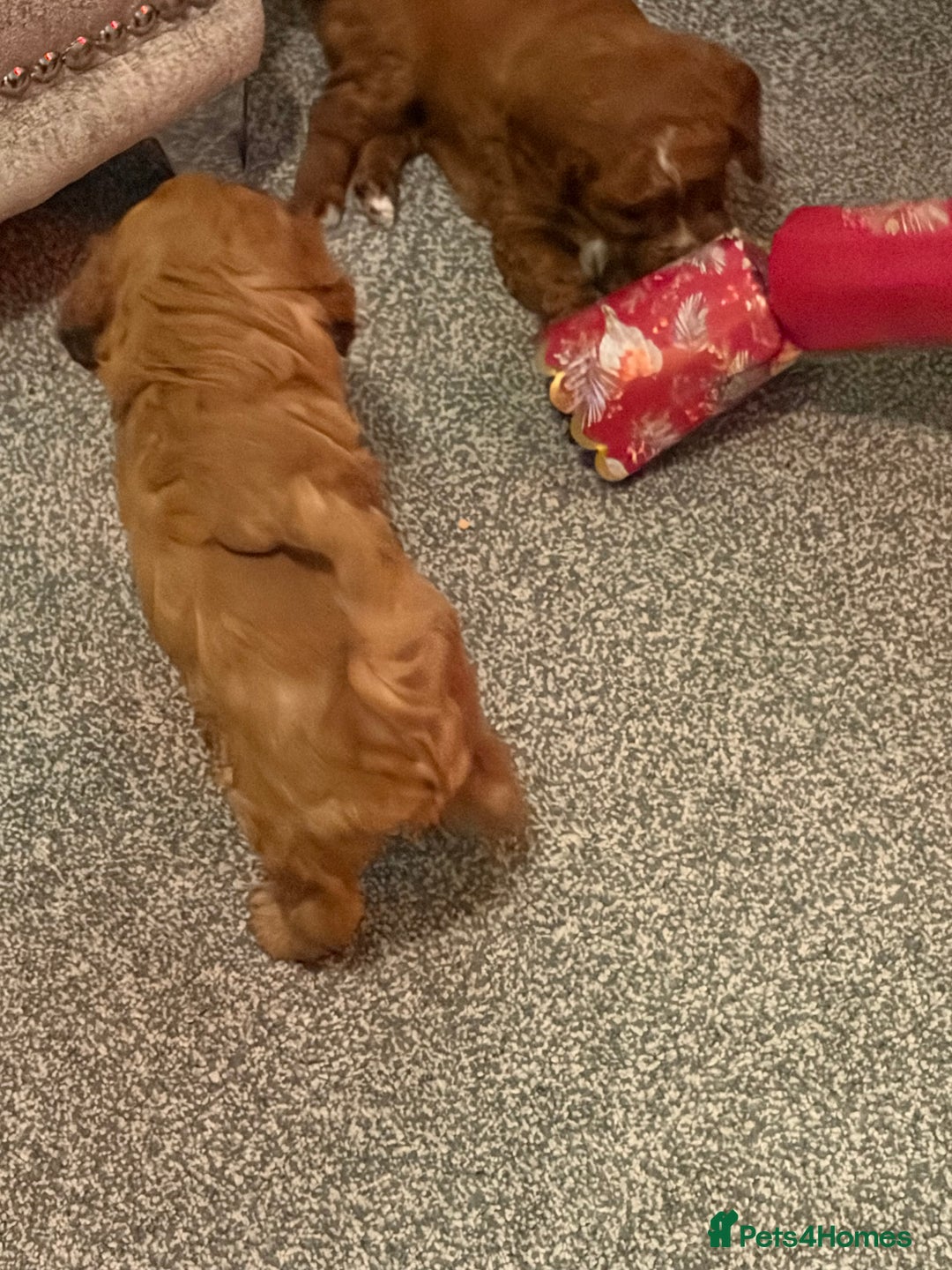 Cavapoo dogs for sale: Female Cavapoo  - Advert 13