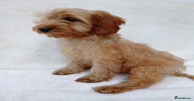 Cavapoo dogs - Advert 6