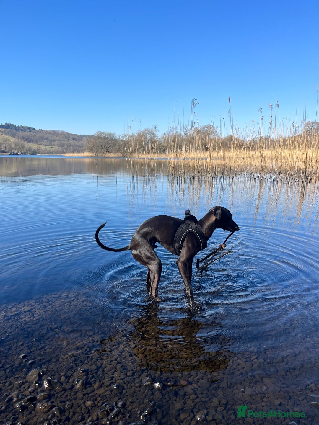Italian Greyhound dogs for stud: Italian greyhound STUD  - Image 4