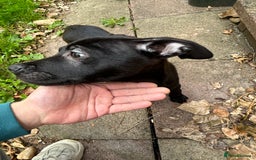 Mixed Breed dogs for sale: Staffy x Belgian shepherd dog - Image 4