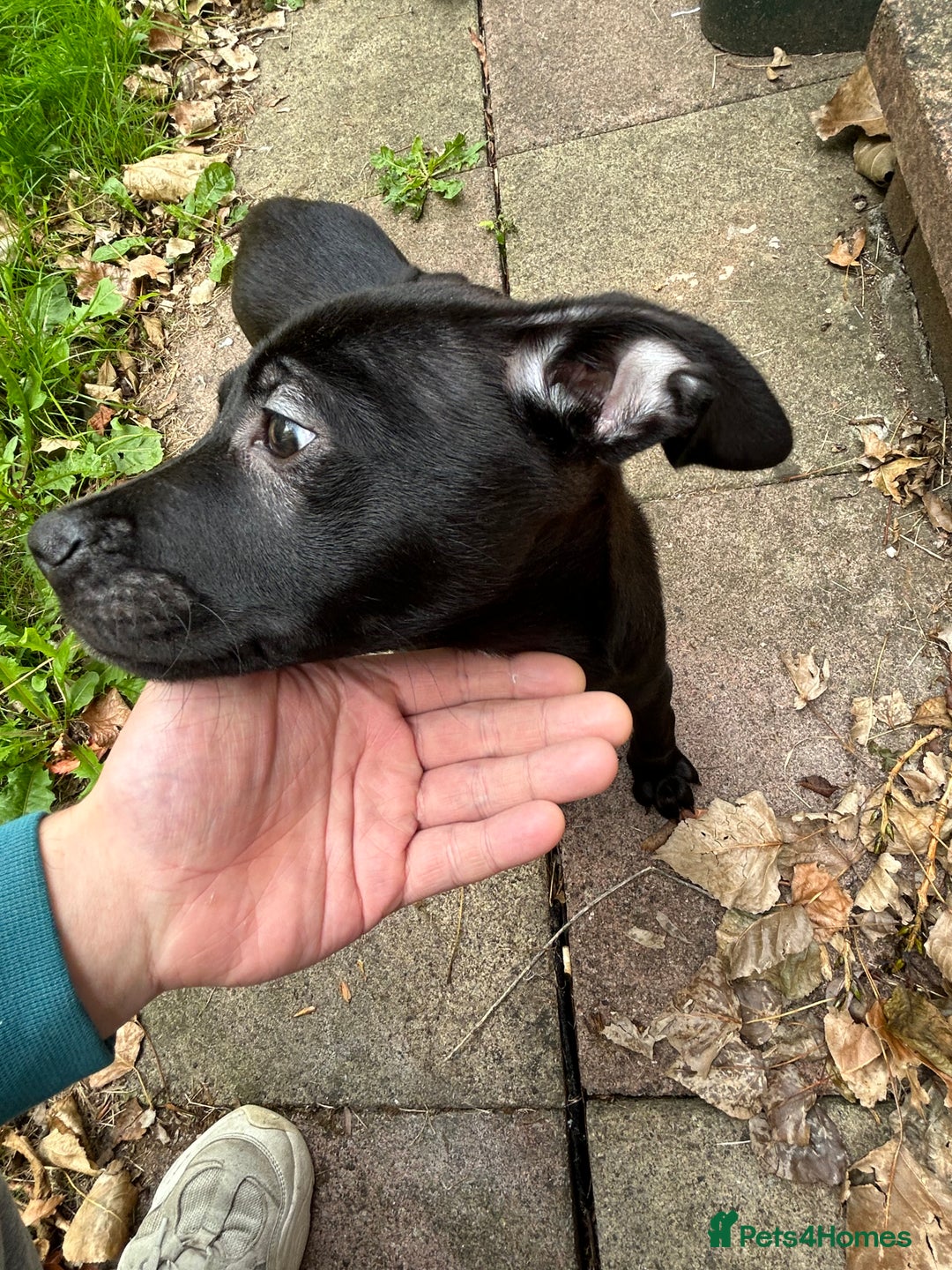 Mixed Breed dogs for sale: Staffy x Belgian shepherd dog - Image 4
