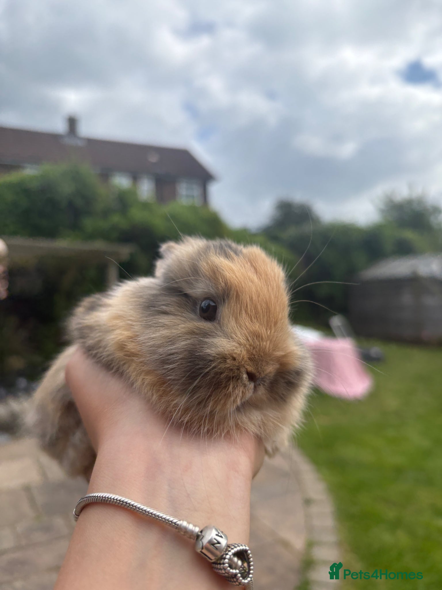 Lionhead rabbits for sale: Dwarf Lionhead Bunnies in Macclesfield - Advert 2