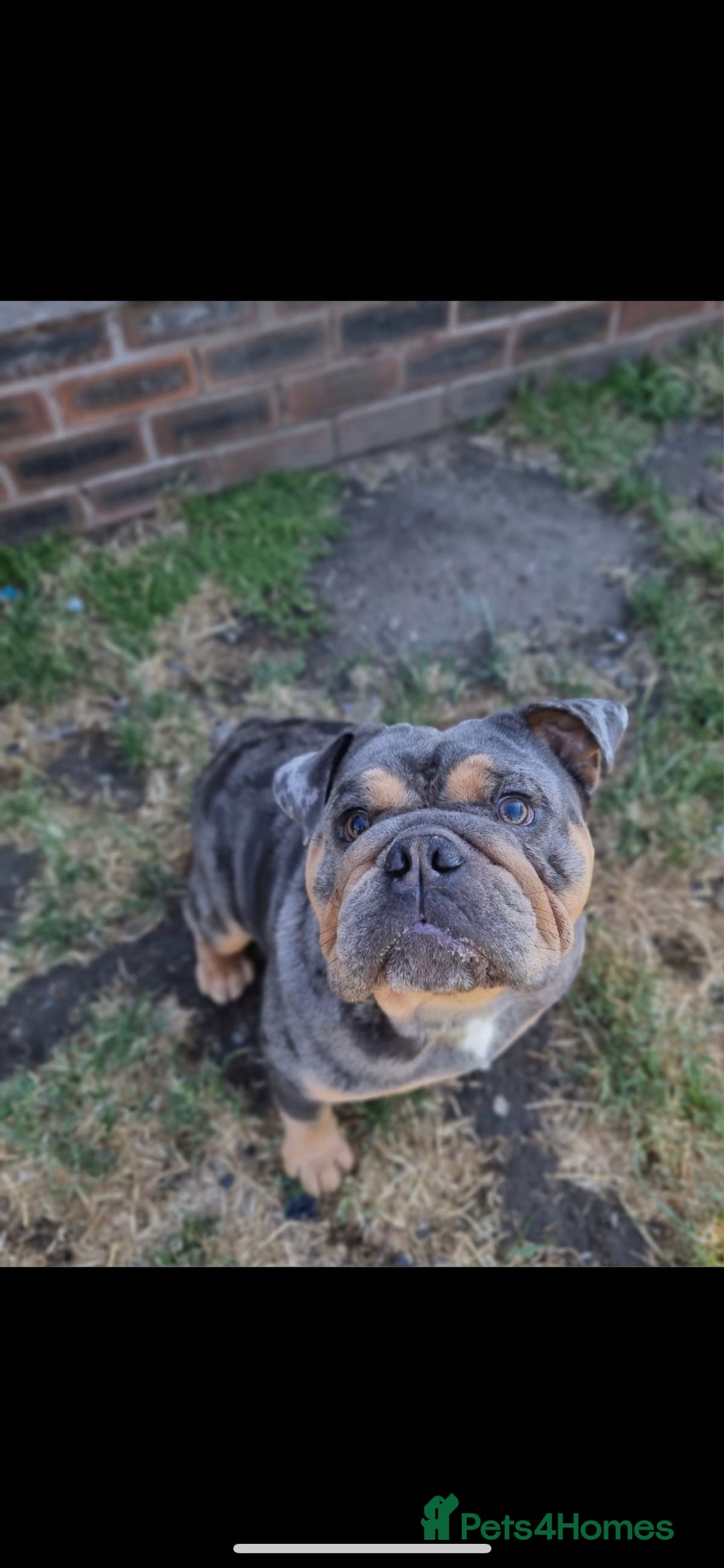 English Bulldog dogs for stud: 💥MARLO BLUE MERLE ENGLISH BULLDOG STUD💥 in Liverpool - Image 1