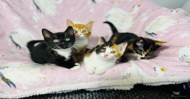 Mixed Breed cats - Advert 6
