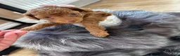 Miniature Poodle dogs for sale: Raised in our arms, ready for your heart - Advert 12