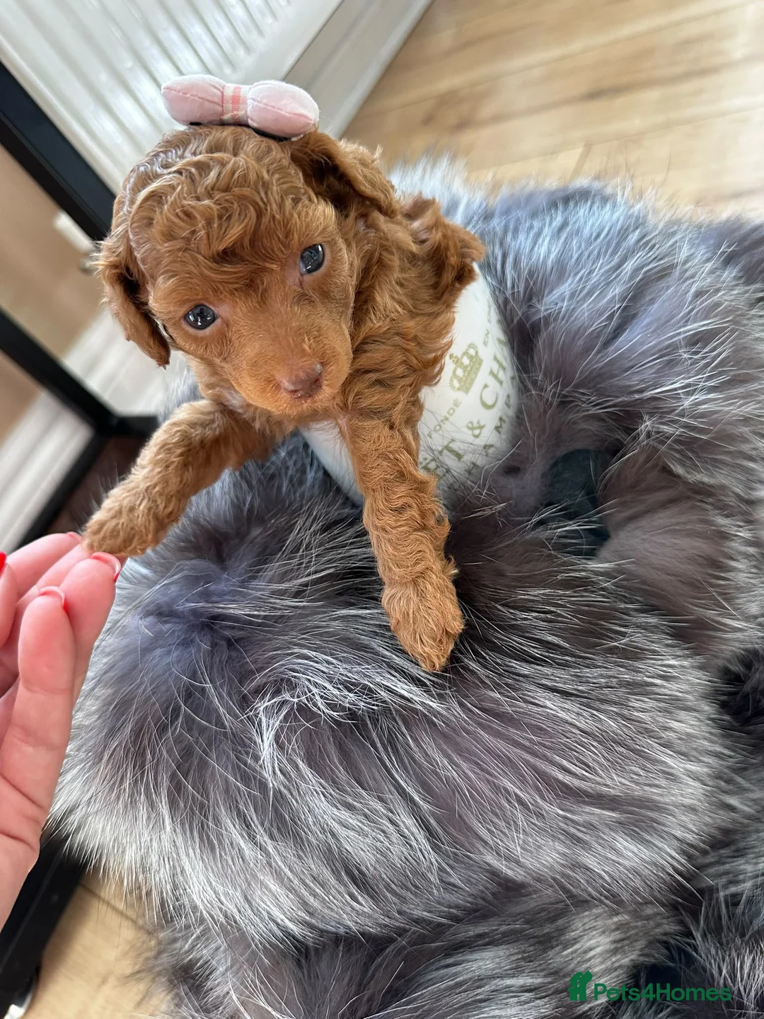 Miniature Poodle dogs for sale: Raised in our arms, ready for your heart - Advert 12
