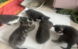 Russian Blue cats for sale: Last little lady  in Waltham Abbey - Image 15
