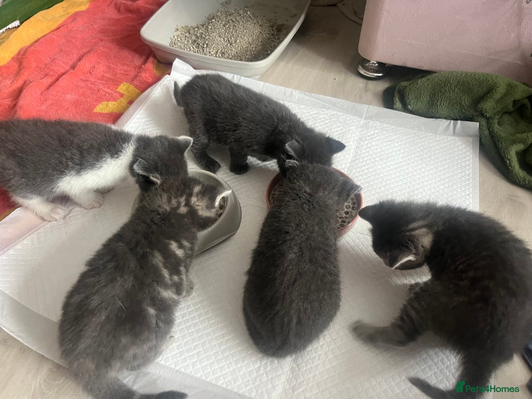 Russian Blue cats for sale: Last little lady  in Waltham Abbey - Image 15