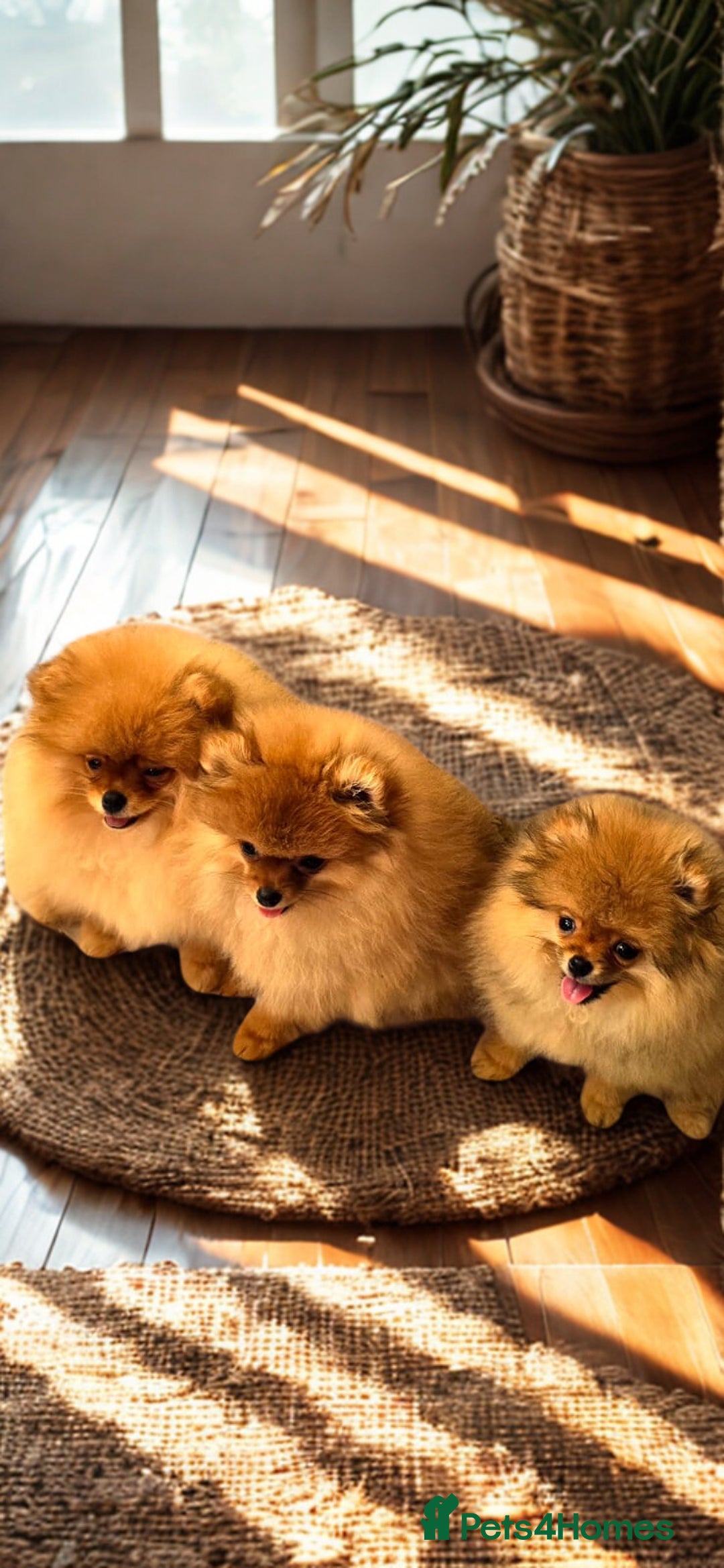 Pomeranian dogs for sale: 💗Last girl left! Royal Orange Pomeranian Pedigree - Image 9