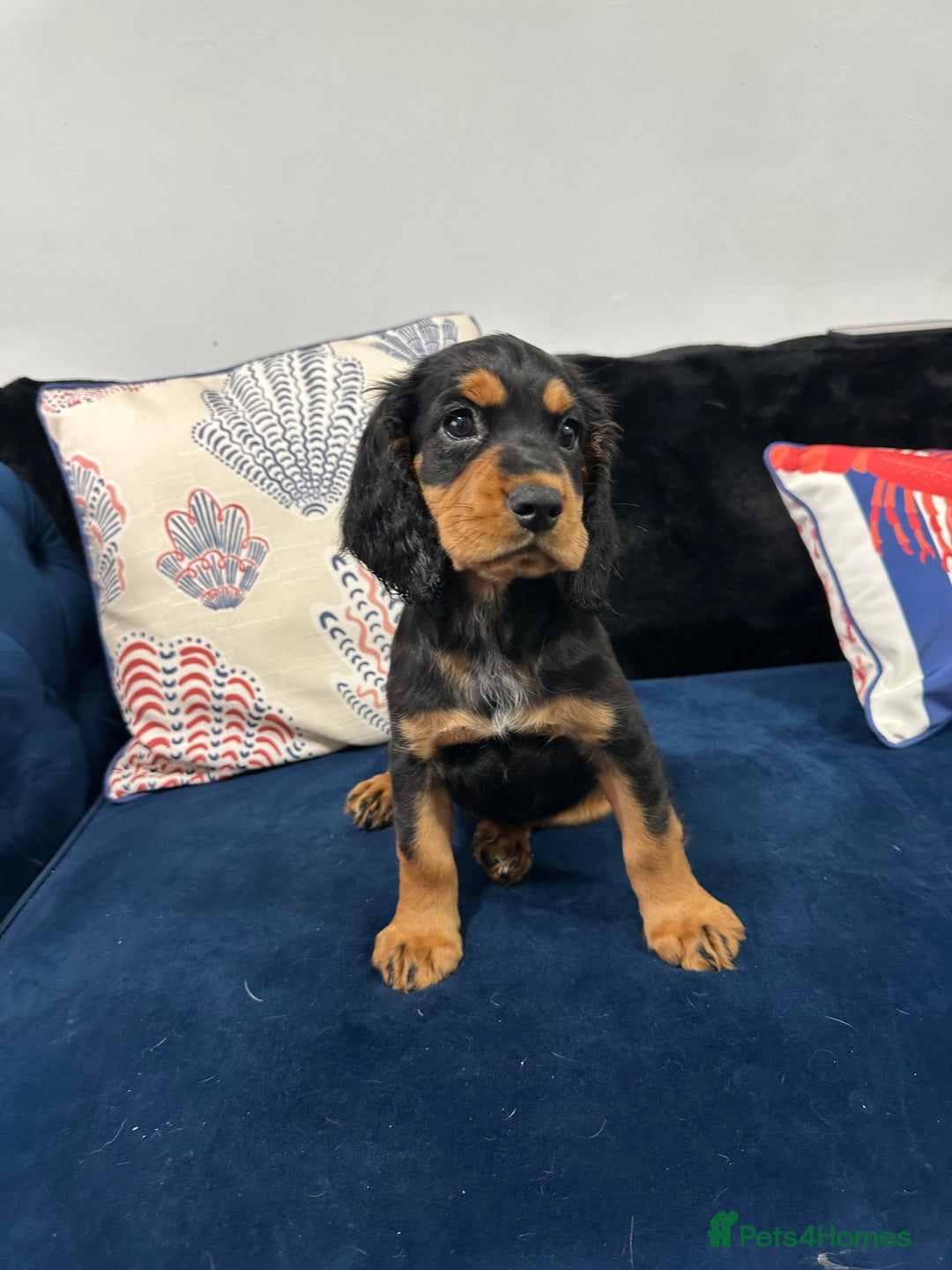 Cocker Spaniel dogs for sale: LAST BEAUTIFUL COCKER SPANIEL GIRL  - Image 4