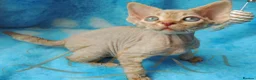 Devon Rex cats for sale: Beautiful Devon Rex Kittens For Sale - Advert 12
