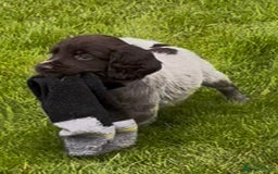 Cocker Spaniel dogs for sale: KC Reg Working Cocker spaniel puppies roan - Image 5