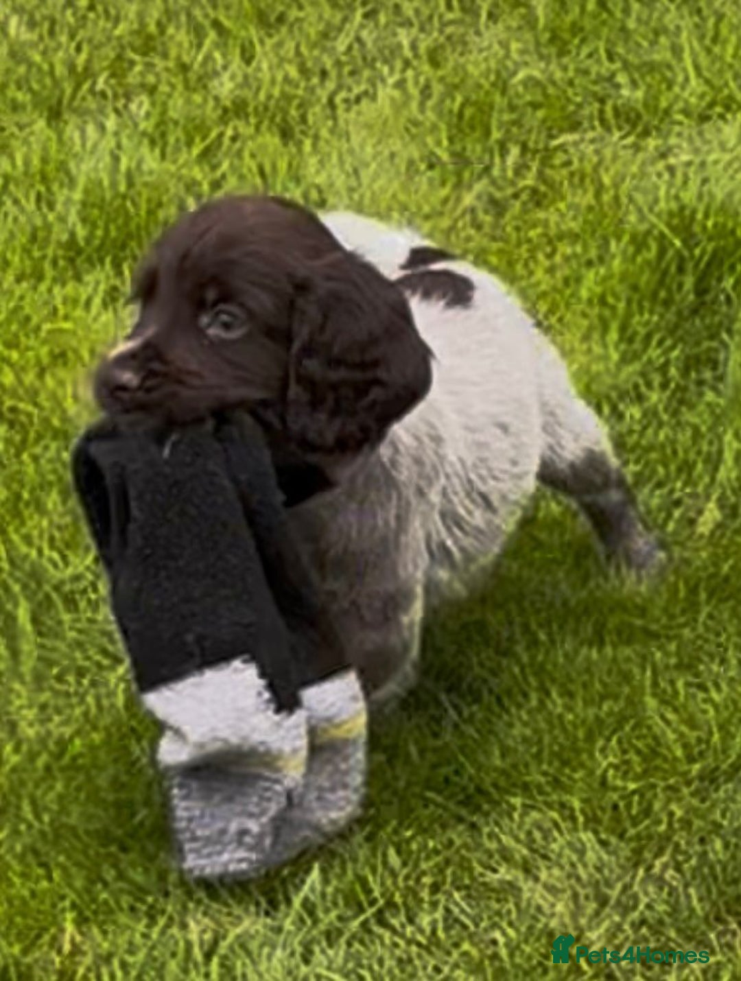 Cocker Spaniel dogs for sale: KC Reg Working Cocker spaniel puppies roan - Image 5