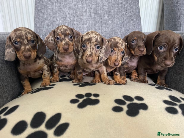 Dachshund dogs - Advert 1