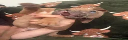 Mixed Breed dogs for sale: Mastiff x Olde English Buldogge  - Advert 3