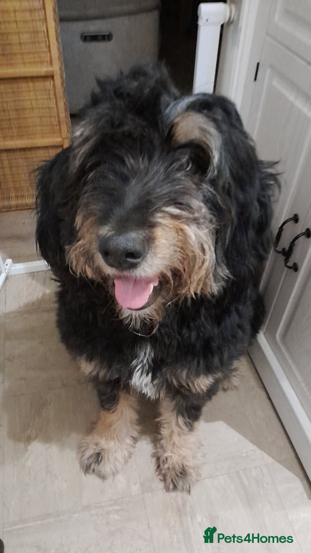 Mixed Breed dogs for sale: Bernedoodle  - Advert 5
