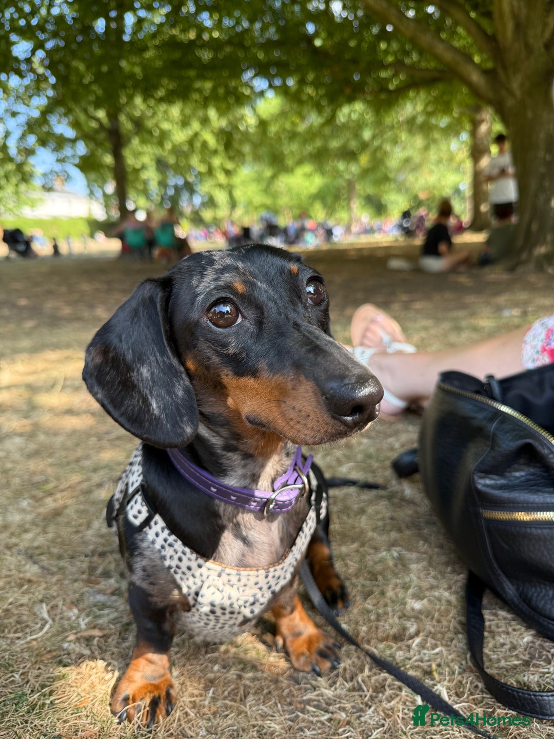 Miniature Dachshund dogs for sale: Miniature dachshund FEMALE  - Image 12