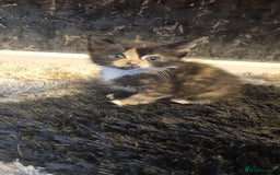 Mixed Breed cats for sale: 3 beautiful kittens. - Image 1