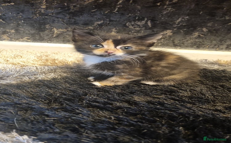 Mixed Breed cats - Advert 6