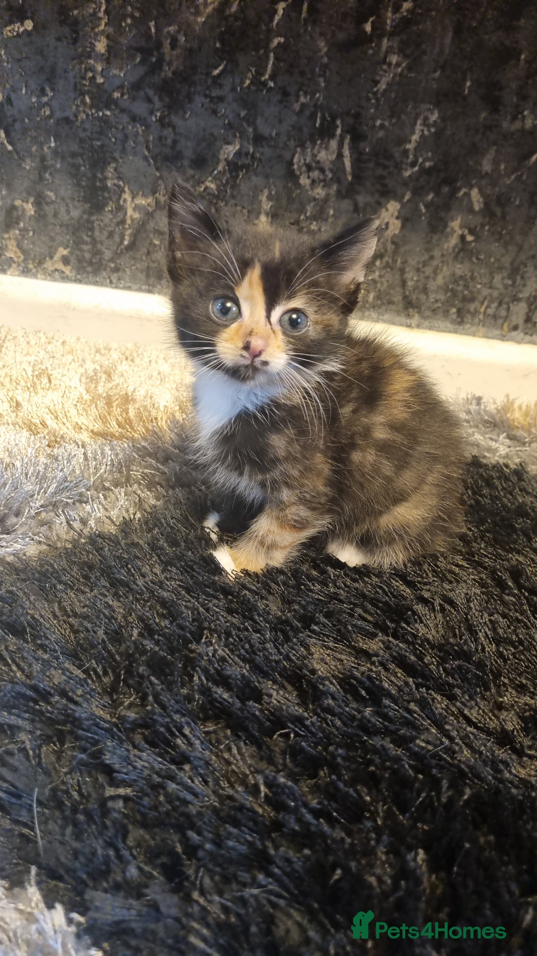 Mixed Breed cats for sale: 3 beautiful kittens. - Image 1