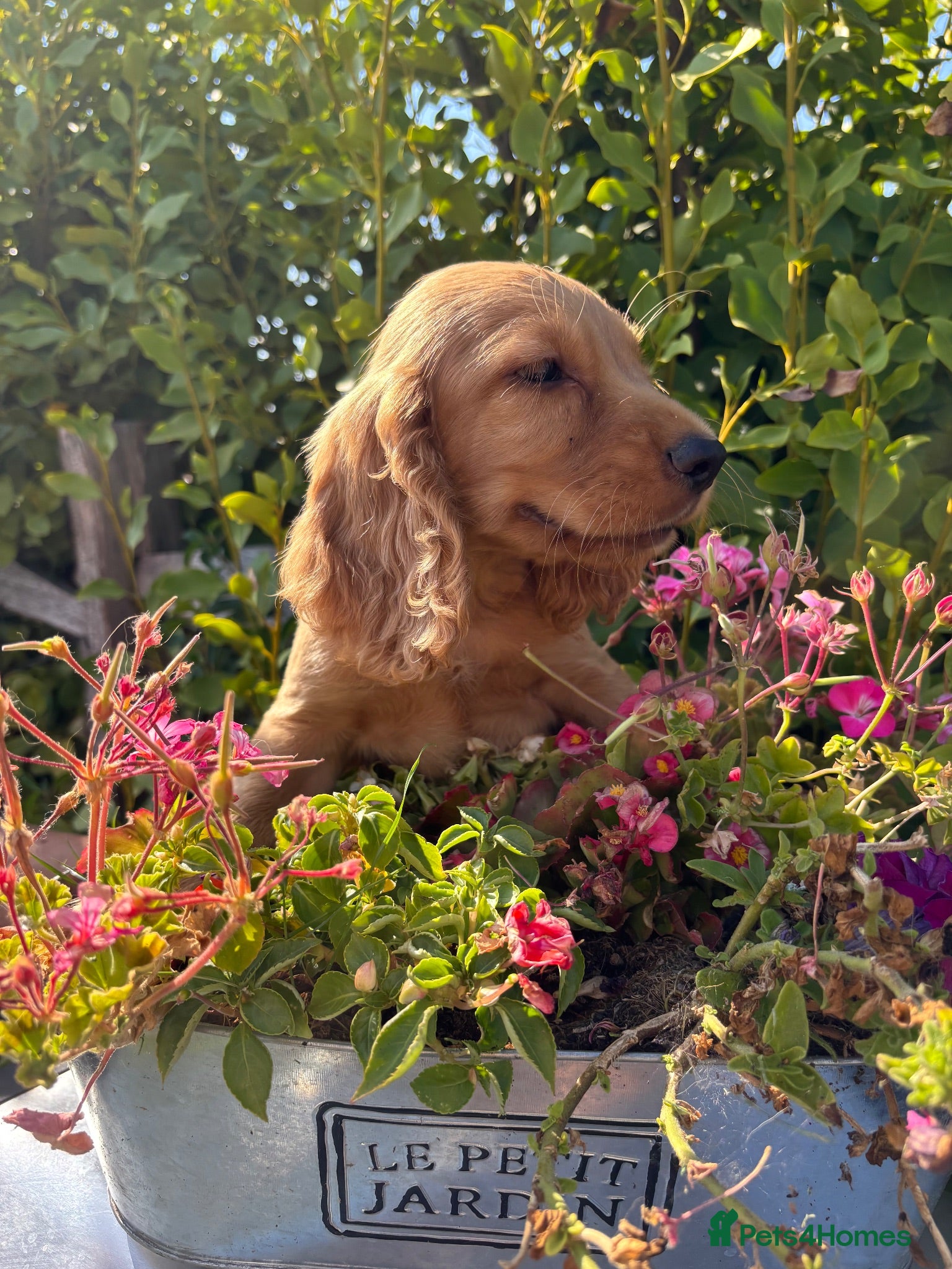 Cocker Spaniel dogs Only 2 left - Advert 18