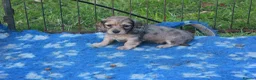 Miniature Dachshund dogs for sale: Miniature Daschund puppies - Advert 2