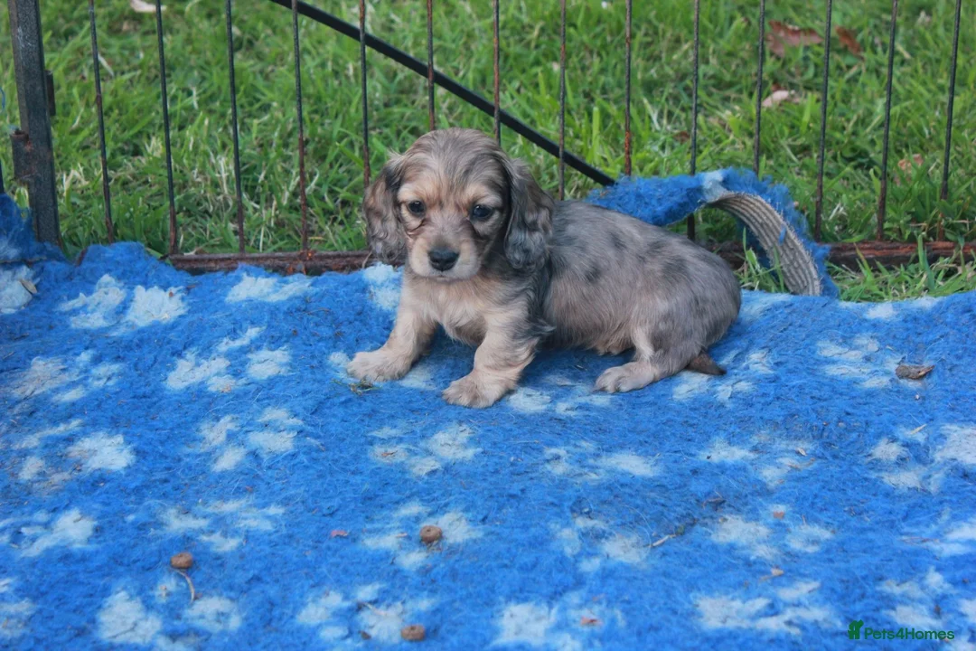 Miniature Dachshund dogs for sale: Miniature Daschund puppies - Advert 2