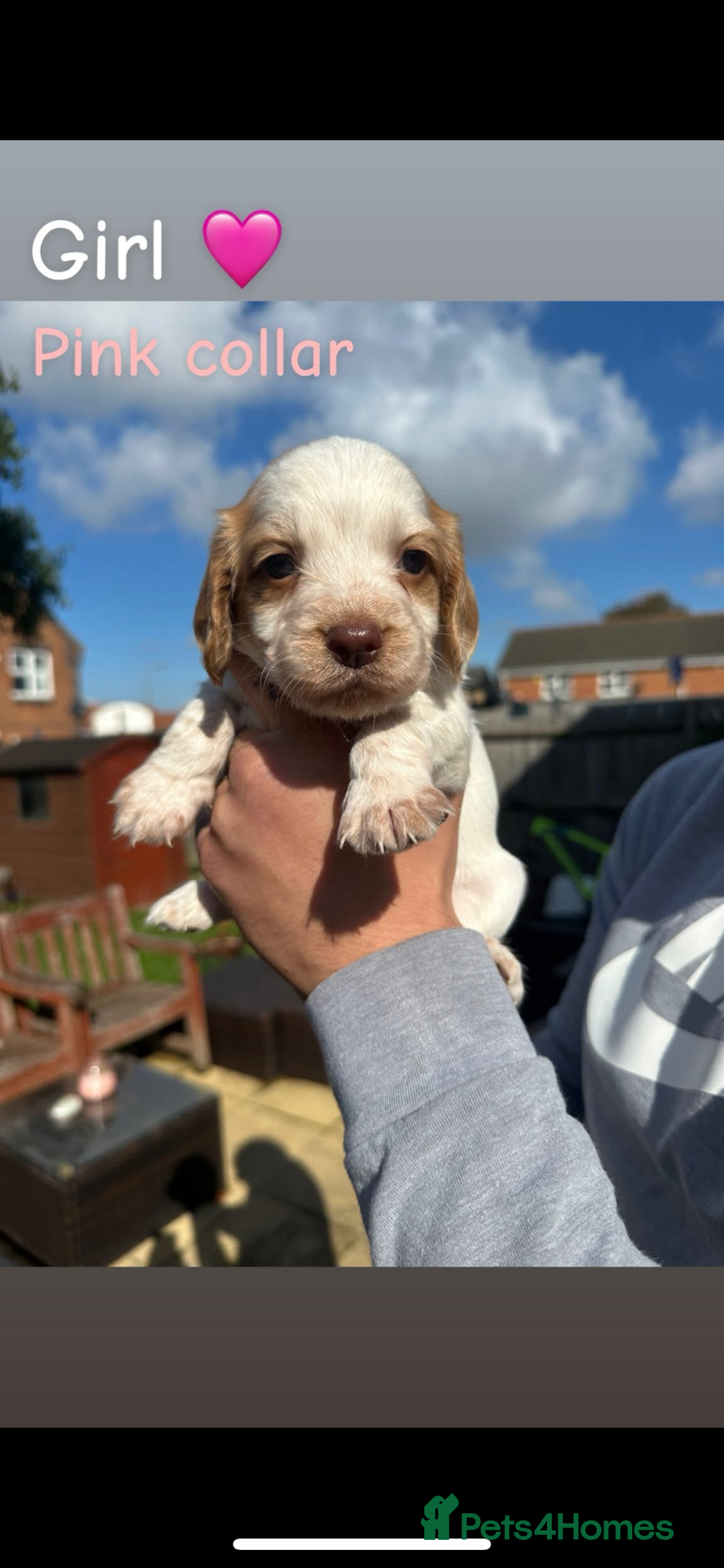 Cocker Spaniel dogs for sale: Cocker Spaniel Puppies ready 22nd October  - Image 8