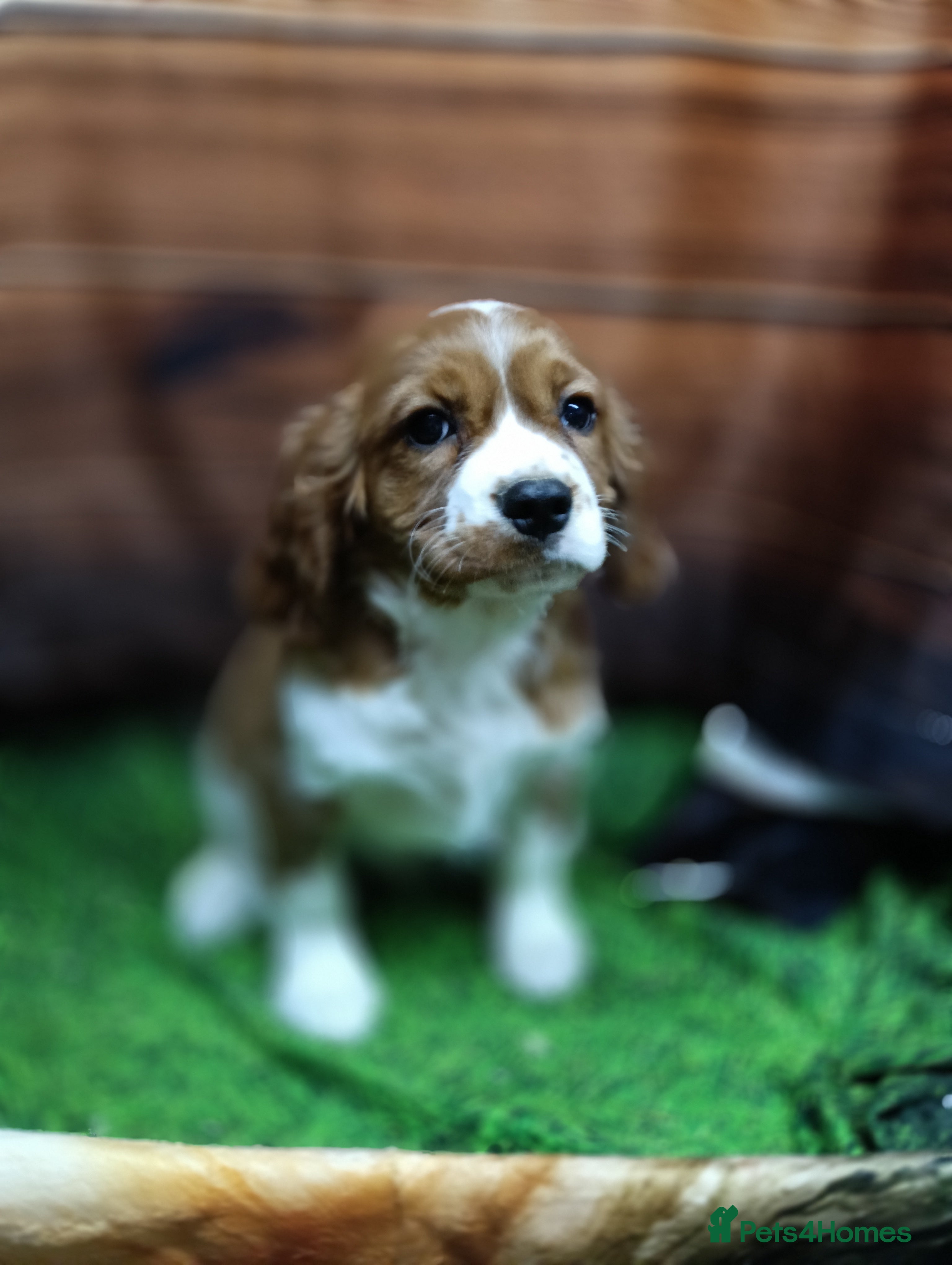 Cavalier King Charles Spaniel dogs Adorable Cavalier King Charles Spaniel Boys - Advert 6