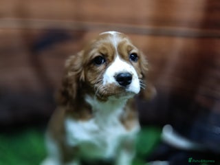 Cavalier King Charles Spaniel dogs Adorable Cavalier King Charles Spaniel Boys - Advert 6