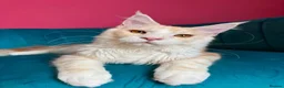 Maine Coon cats for sale: TICA Registered Red Shaded Maine Coon kitten - Advert 17
