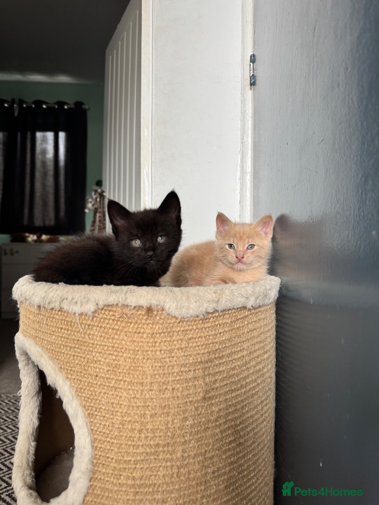 Maine Coon cats Maine Coon Cross Kittens – Ready 13th July - Advert 1