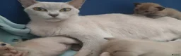 Burmese cats for sale: Beautiful Chocolate & Brown Burmese Kittens. GCCF  - Advert 3